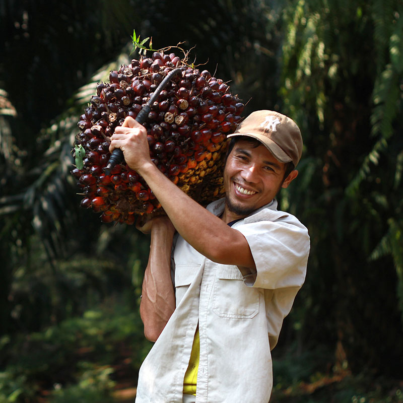 HRDCorp_IndSF_OilPalm_Subject02_01